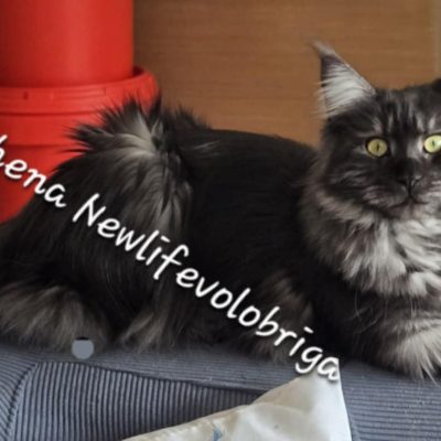 maine coon gard,- new life volo briga _