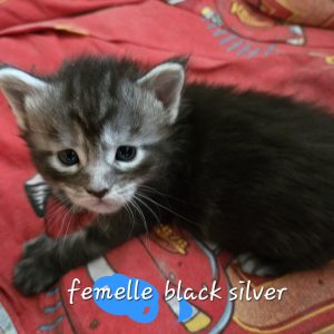 Femelle black silver