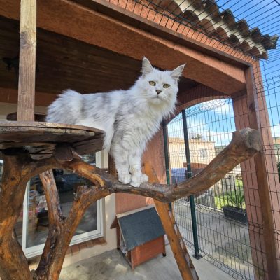 maine coon shaded gard
