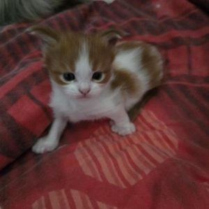 att.GHZgUS_nAPbrsYUl-pSxEmVHeMj4k7HabRCpNOkqxV8