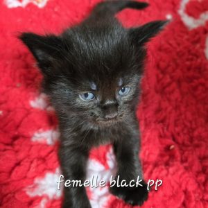 femelle black pp