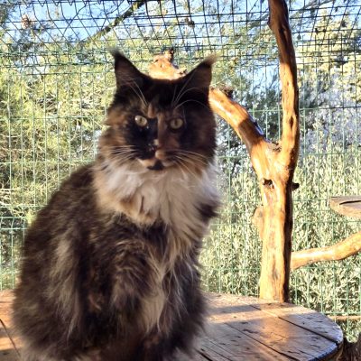 urielle femelle maine coon