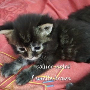 Femelle brown