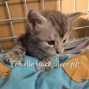 chaton maine coon