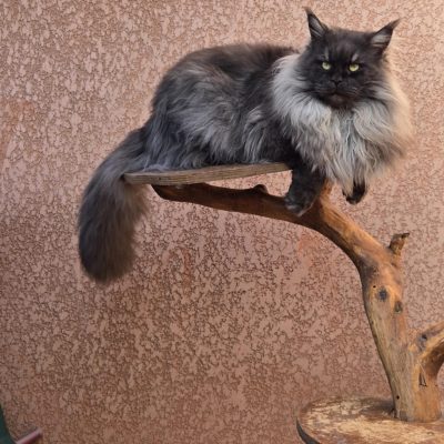 Tchoupi new life volo briga