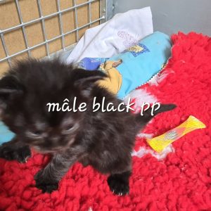 male black pp