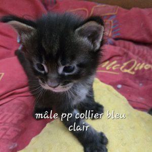 male pp brown collier bc
