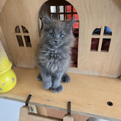 betty boop maine coon femelle volo briga