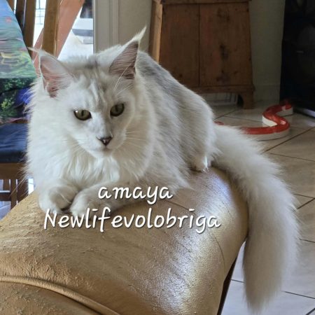 chat maine coon