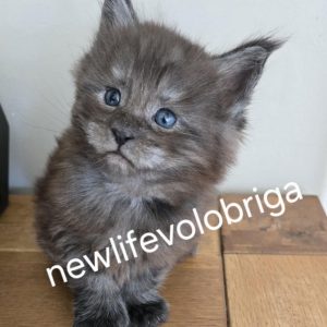 chaton black smoke