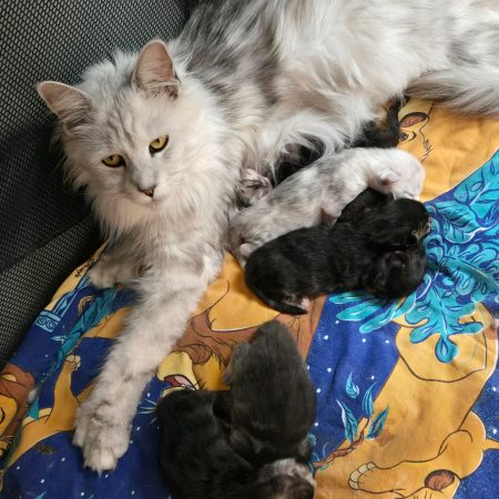 chatons maine coon 2
