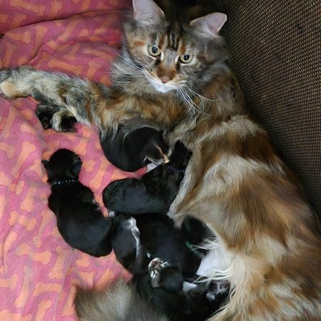chatons maine coon