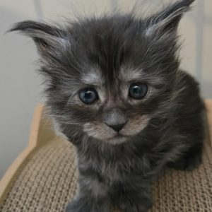 femelle black smoke polydactyle