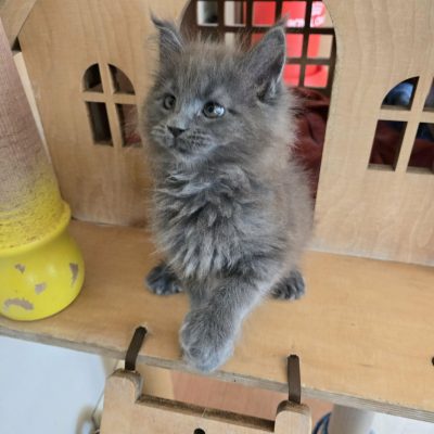 femelle maine coon volo briga