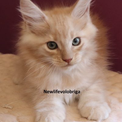 Victor New Life Volo Briga