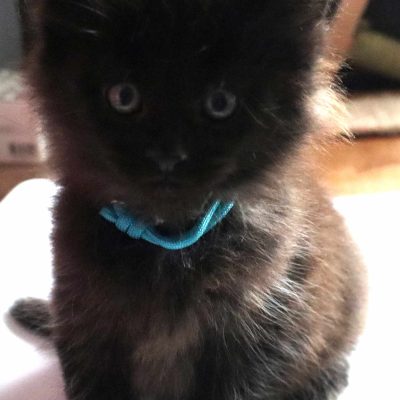 maine coon black smoke - maine coon gard - elevage new life volo briga