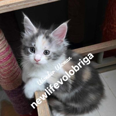 maine coon black silver a adopter france