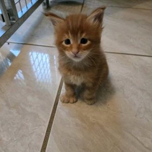 maine coon red polydactyle