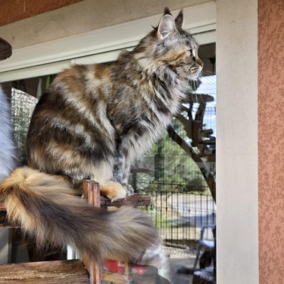 maine coon volo briga