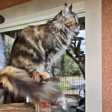 maine coon volo briga