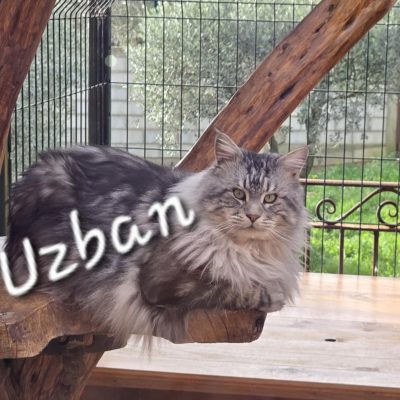 uzban maine coon pp