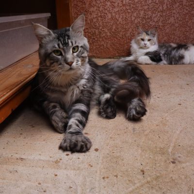 mc black silver polydactyles