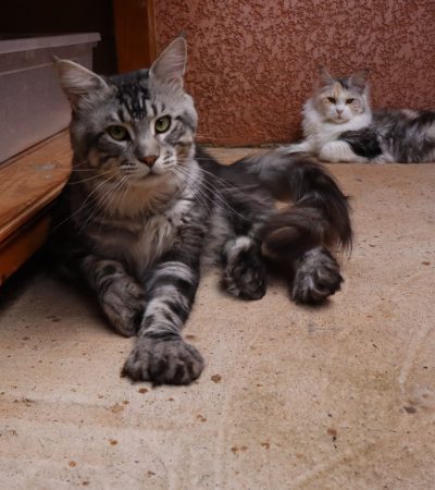 mc black silver polydactyles