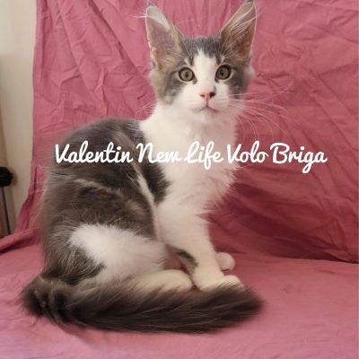 valentin