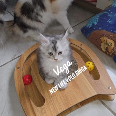 vega new life volo briga