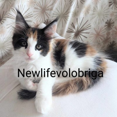 vick black tortie et blanc