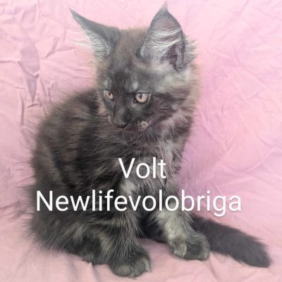 maine coon gard - maine coon smoke - elevage maine coon new life volo briga