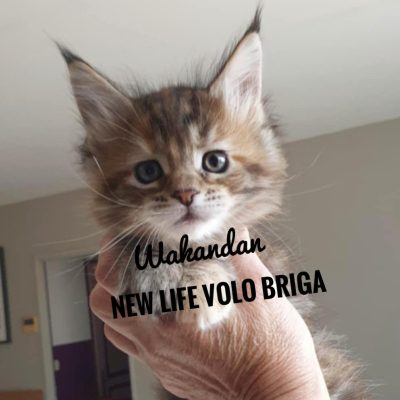 élevage Maine Coon Gard
