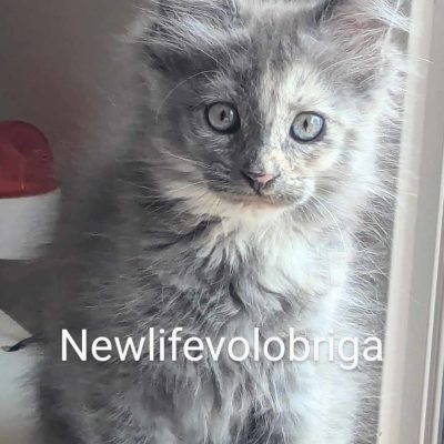 maine coon gard - maine coon smoke - elevage maine coon new life volo briga
