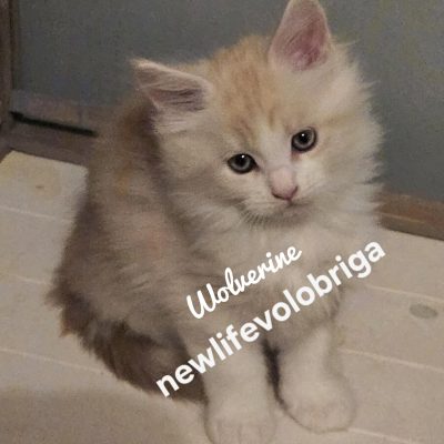 wolverine maine coon creme