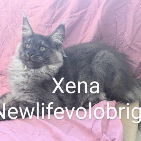 maine coon gard - maine coon smoke - elevage maine coon new life volo briga