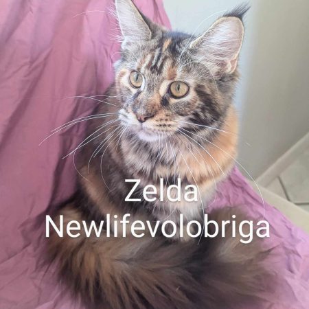 zelda